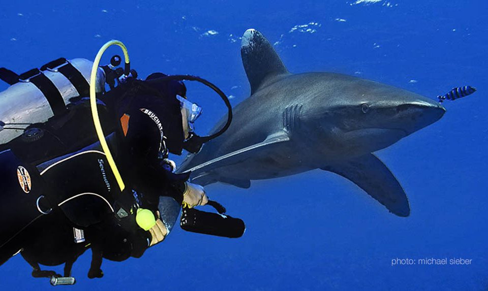 Begegnung mit einem Hochseehai - Longimanus - im tiefen Süden des Roten Meeres bei Shaab Dangerous in Ägypten - Foto: Michael Sieber